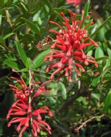 Grevillea Lady O