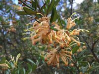 Grevillea Poorinda Diadem