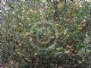 Grevillea Poorinda Diadem