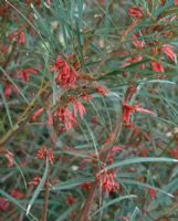 Grevillea dimorpha