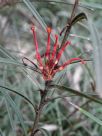 Grevillea dimorpha