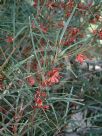 Grevillea dimorpha