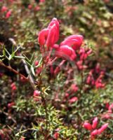 Grevillea dissecta