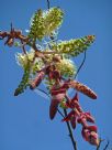 Grevillea leucopteris