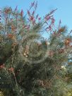 Grevillea leucopteris