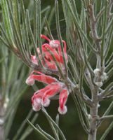 Grevillea pityophylla