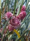 Hakea grammatophylla