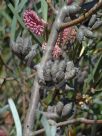 Hakea grammatophylla