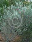 Hakea grammatophylla