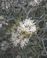 Hakea horrida