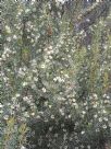 Hakea horrida