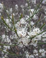 Hakea rostrata