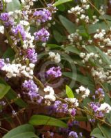 Hardenbergia violacea Happy Duo