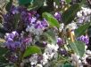 Hardenbergia violacea Happy Duo