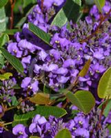 Hardenbergia violacea Mini Ha Ha