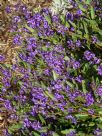 Hardenbergia violacea Mini Ha Ha