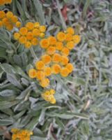 Helichrysum aucheri