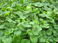 Hydrocotyle vulgaris