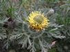 Isopogon anemonifolius Little Drumsticks