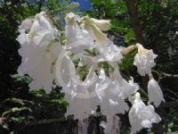 Jacaranda mimosifolia Alba