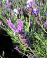 Lavandula Ploughman's Purple