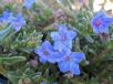 Glandora diffusa Grace Ward