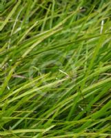 Lomandra confertifolia pallida