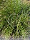 Lomandra longifolia Tanika