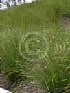 Lomandra longifolia Tanika