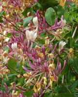 Lonicera periclymenum Belgica