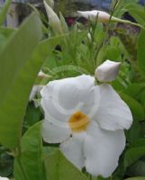 Mandevilla boliviensis White Fantasy