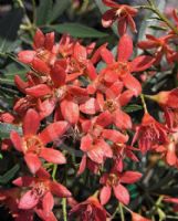 Ceratopetalum gummiferum Albery's Red