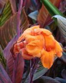 Canna Phasion