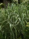 Miscanthus sinensis Variegatus