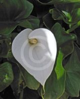 Zantedeschia aethiopica Childsiana