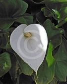 Zantedeschia aethiopica Childsiana