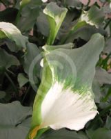 Zantedeschia aethiopica Green Goddess