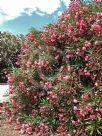 Nerium oleander Carneum Plenum