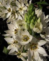 Ornithogalum thyrsoides Chesapeake Snowflake