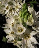 Ornithogalum thyrsoides Chesapeake Snowflake