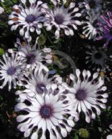 Osteospermum Nasinga White