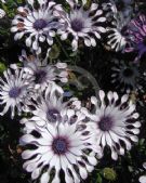 Osteospermum Nasinga White