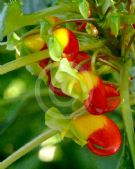 Impatiens niamniamensis Congo Cockatoo