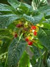 Impatiens niamniamensis Congo Cockatoo