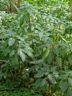 Impatiens niamniamensis Congo Cockatoo