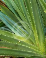 Pandanus odorifer