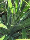 Pandanus odorifer