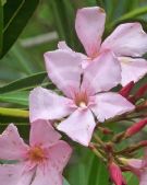 Nerium oleander Punctatum