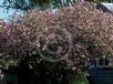 Nerium oleander Punctatum