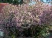 Nerium oleander Punctatum